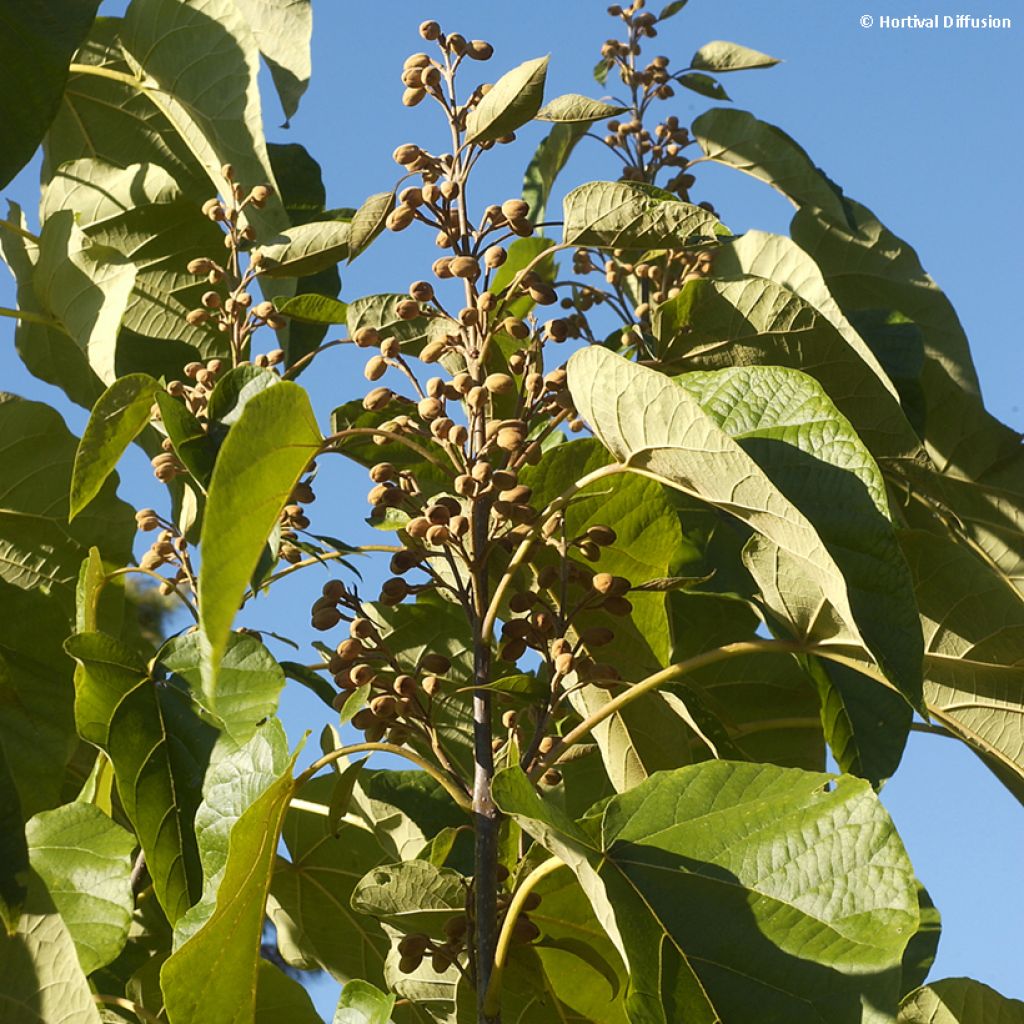 Paulownia fortunei Fast Blue