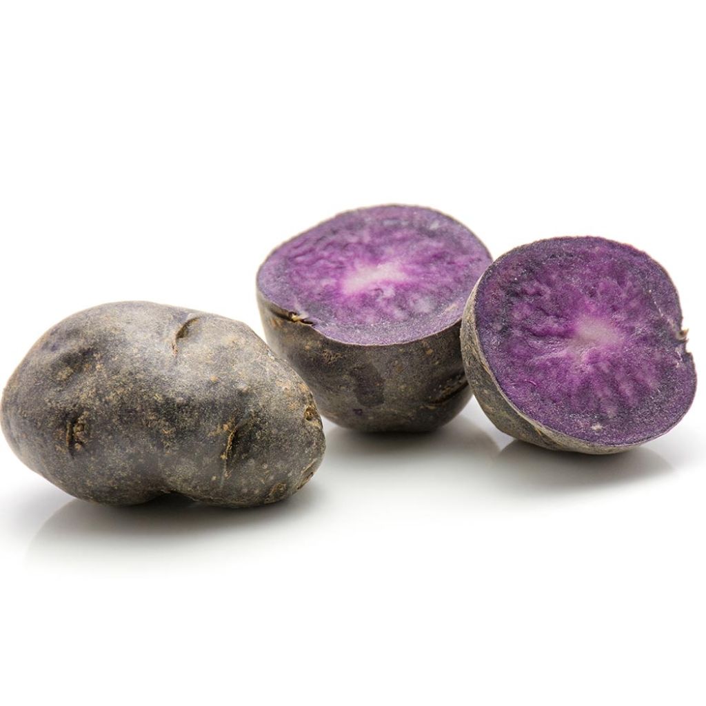 Pommes de terre Ulysse en plants - Solanum tuberosum