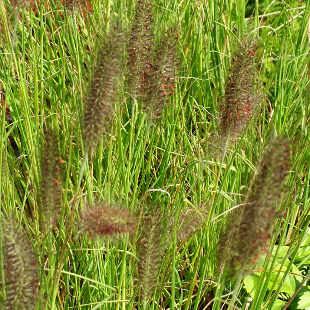 Pennisetum alopecuroides Cassian - Herbe aux écouvillons