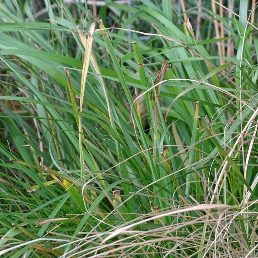 Pennisetum thunbergii - Herbe aux écouvillons pourpres