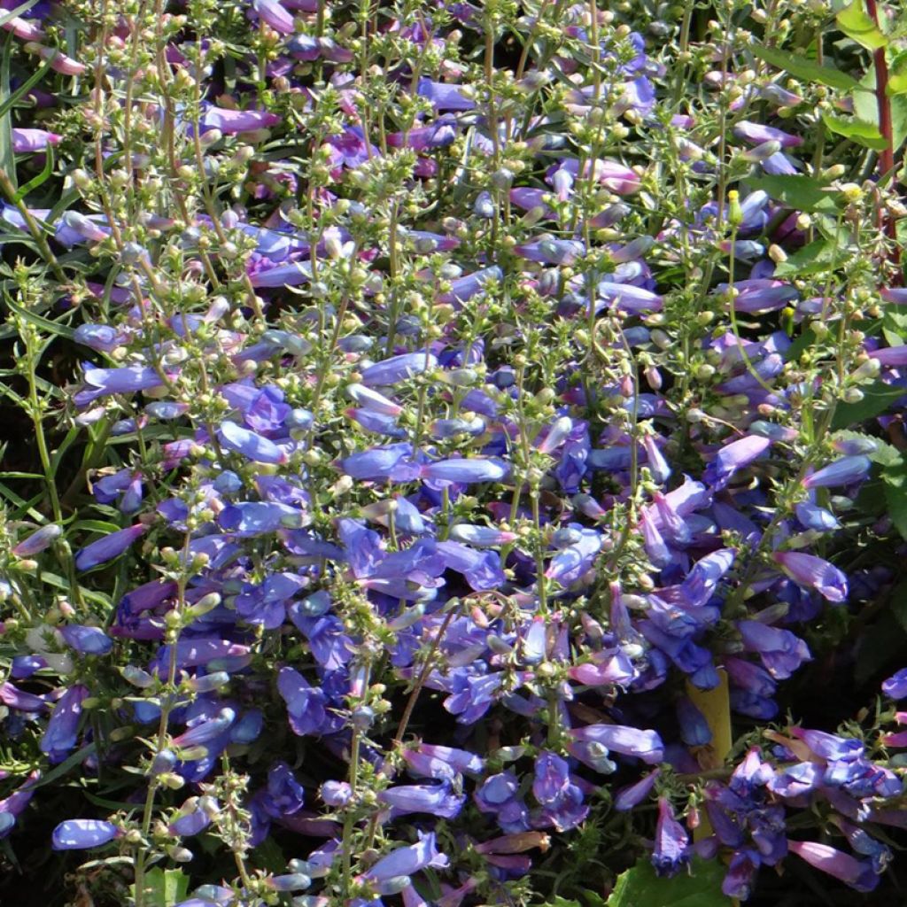 Penstemon heterophyllus Blue Spring - Galane