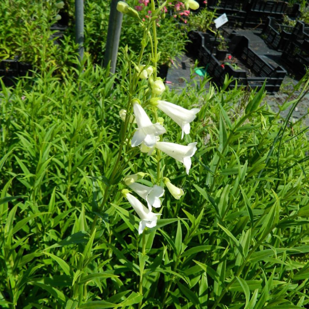 Penstemon Pensham Wedding Day - Galane