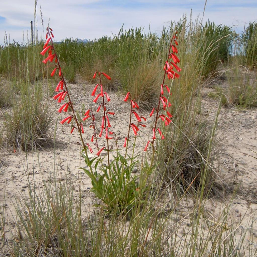 Penstemon eatonii - Penstémon d'Eaton, galane