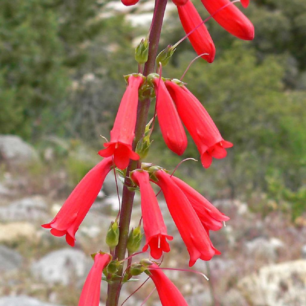 Penstemon eatonii - Penstémon d'Eaton, galane