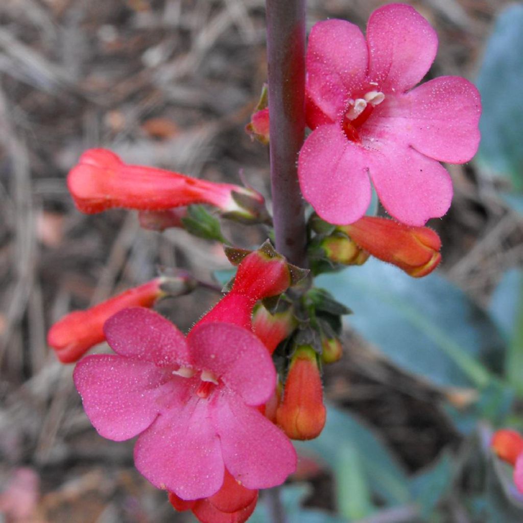 Penstemon superbus - Galane superbe