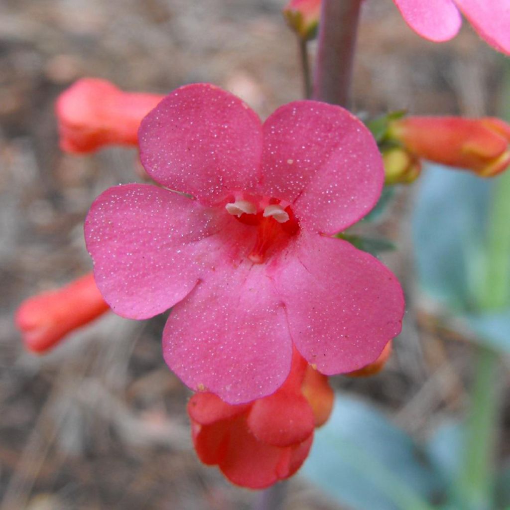 Penstemon superbus - Galane superbe