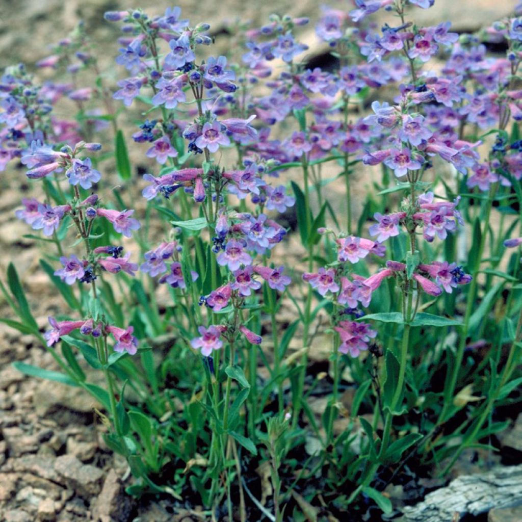 Penstemon virens - Galane