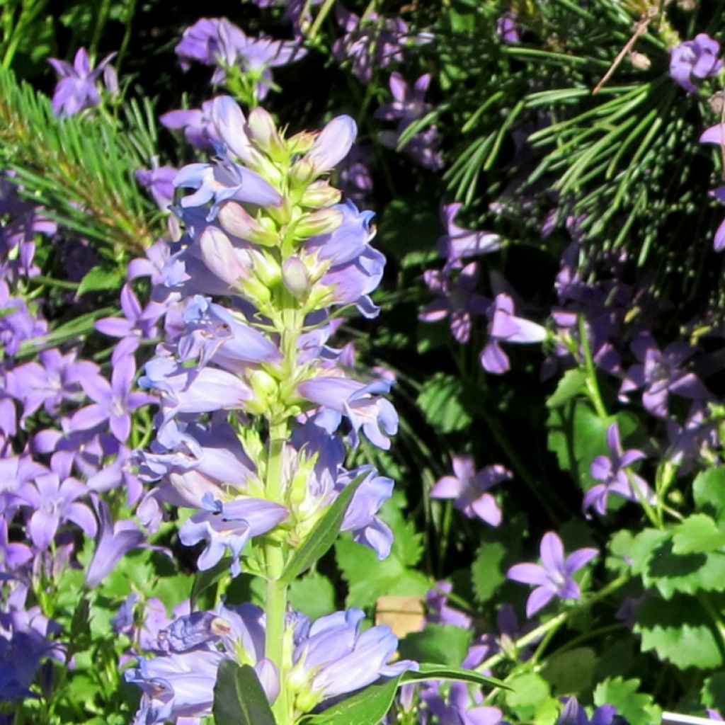 Penstemon virgatus Blue Buckle - Galane