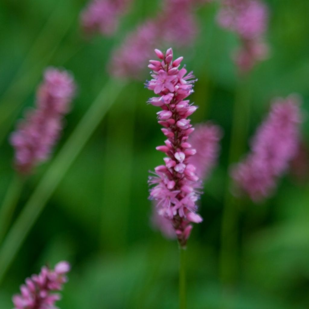 Renouée - Persicaria amplexi.High Society