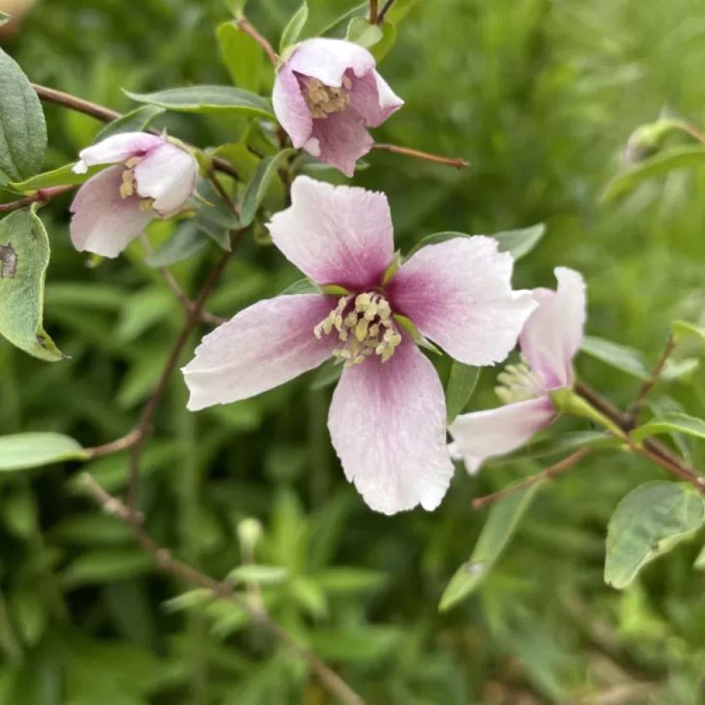 Seringat des jardins - Philadelphus Petite Perfume Pink