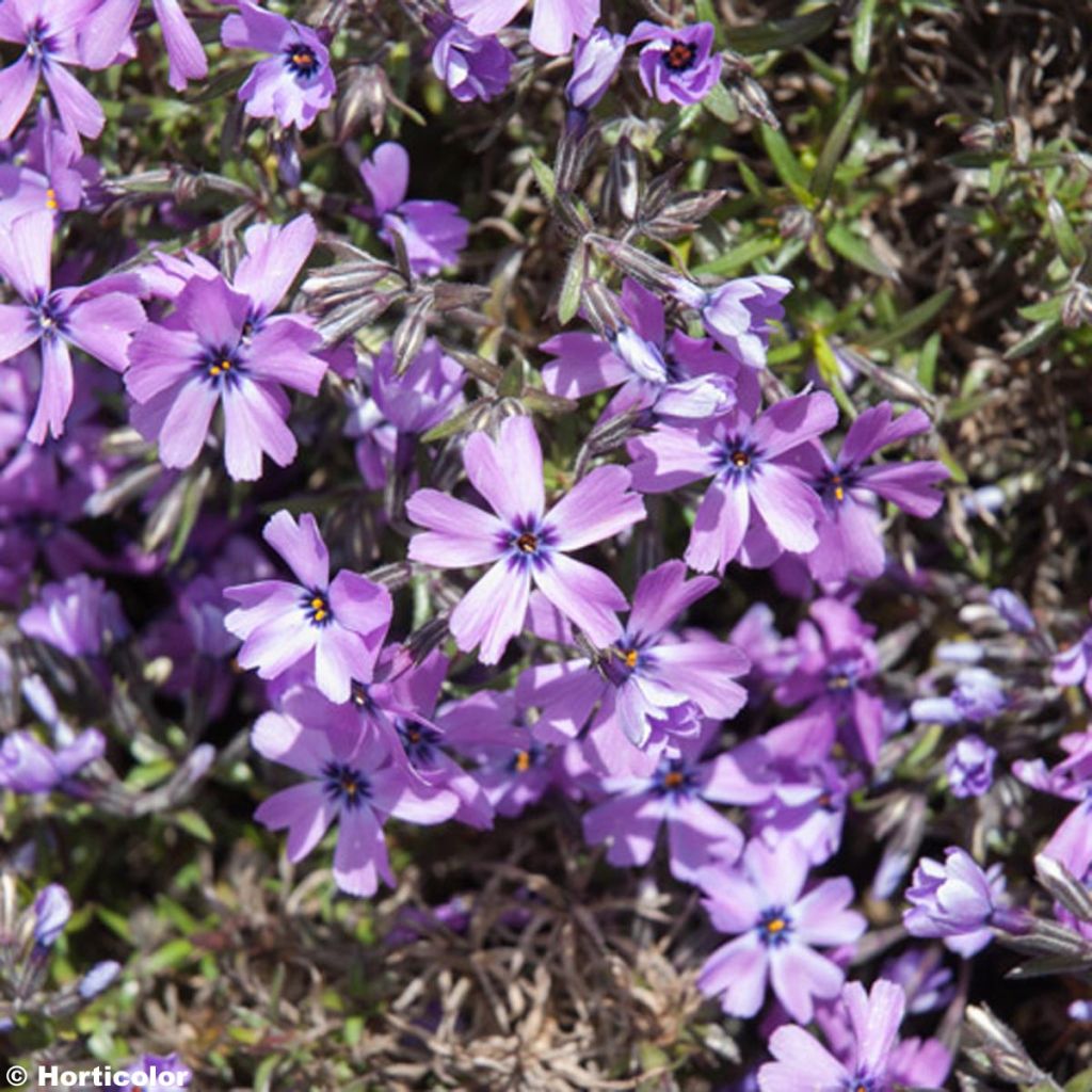 Phlox subulata Purple Beauty