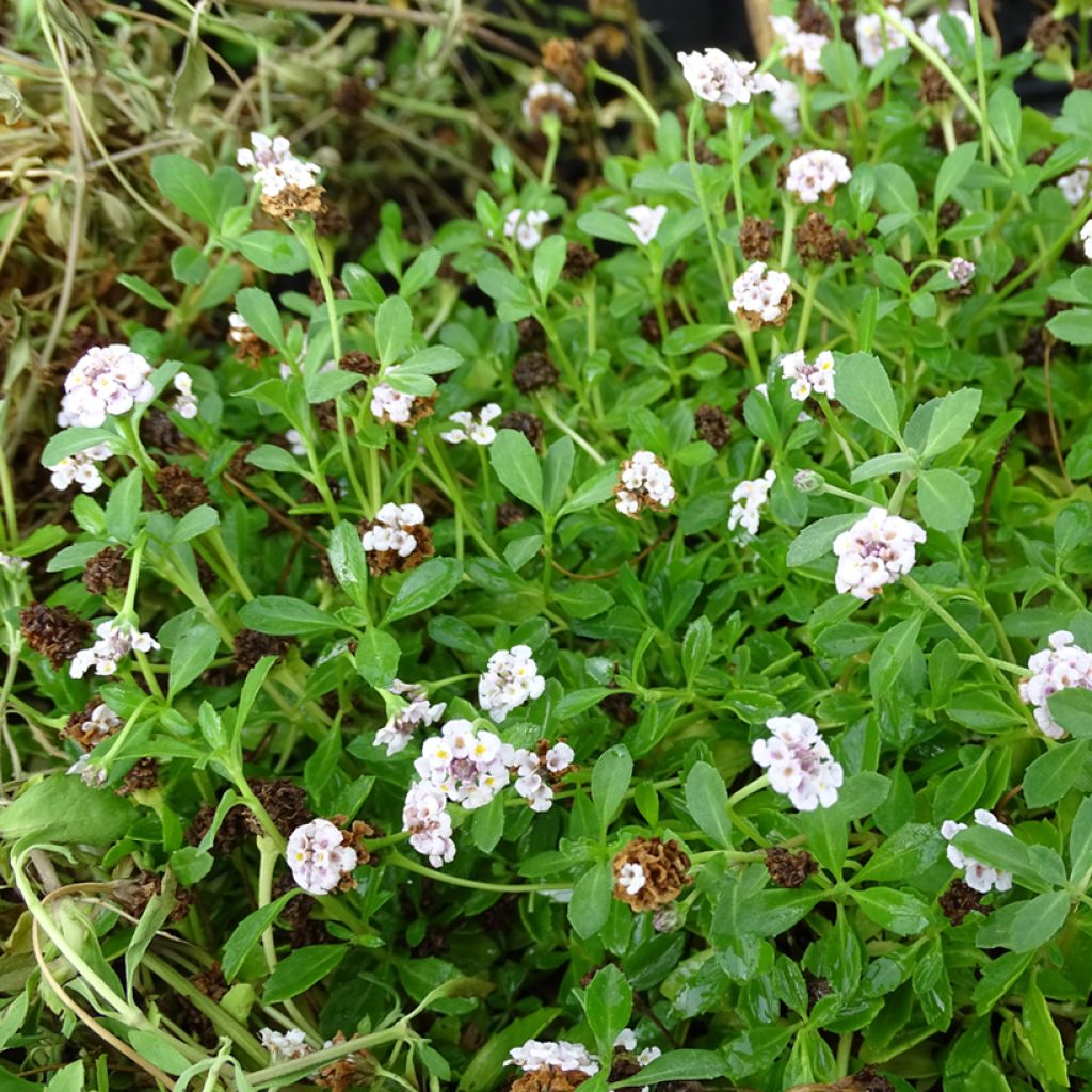 Phyla ou Lippia nodiflora - Verveine nodulaire