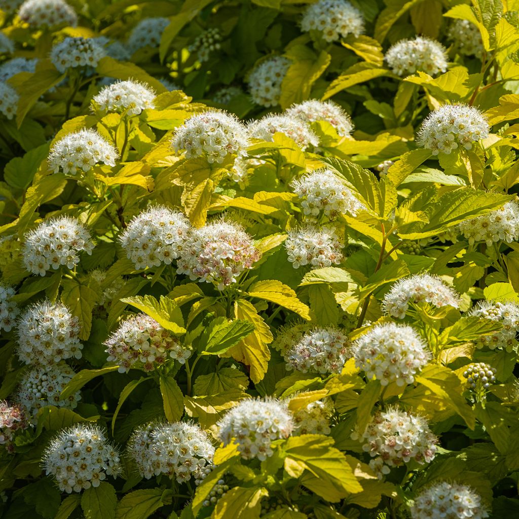 Physocarpus opulifolius Nugget - Physocarpe