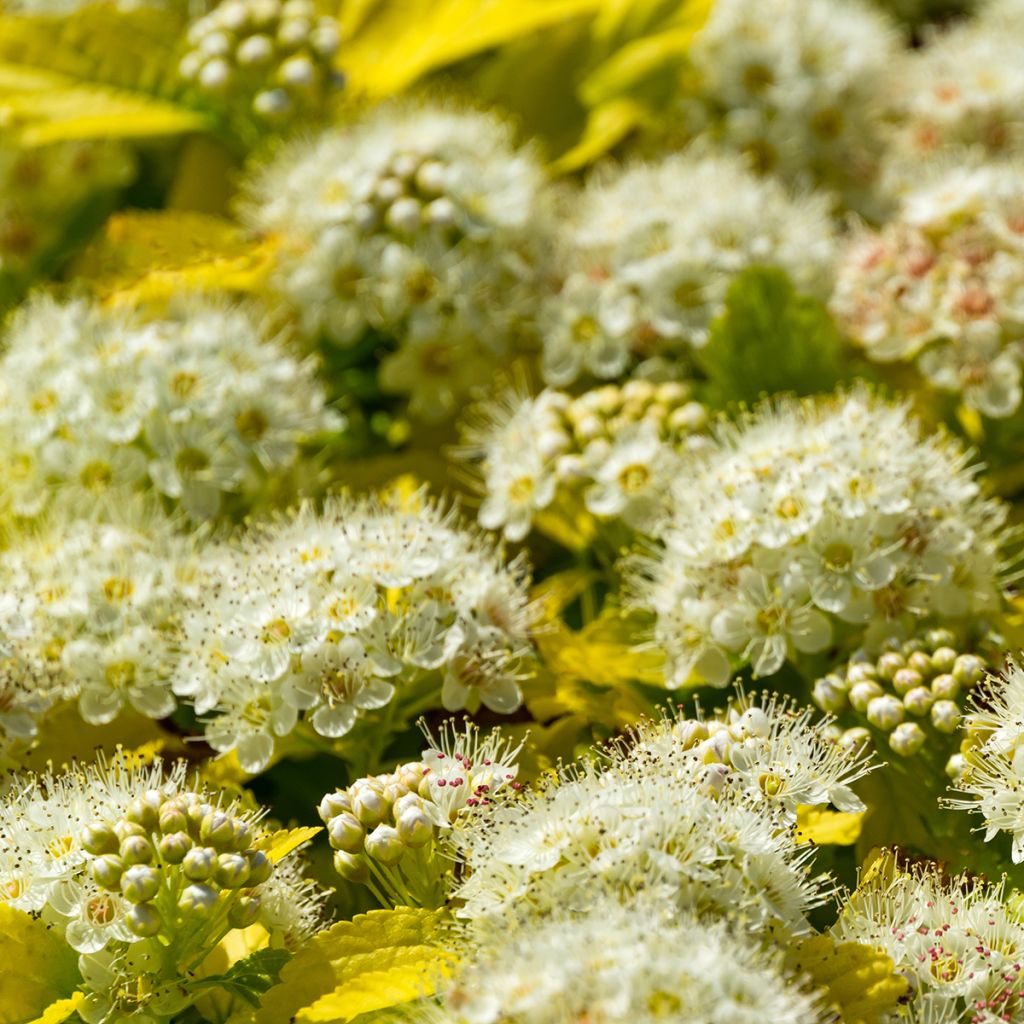 Physocarpus opulifolius Nugget - Physocarpe