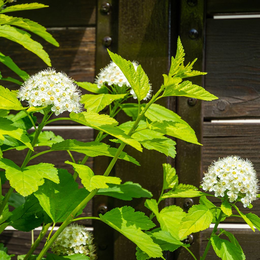 Physocarpus opulifolius Nugget - Physocarpe