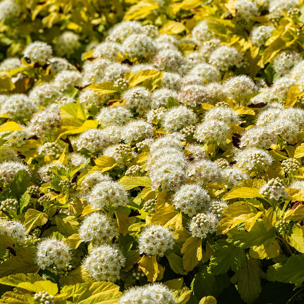 Physocarpus opulifolius Nugget - Physocarpe