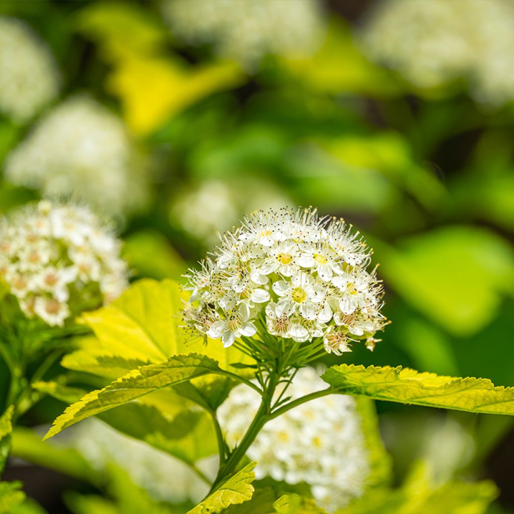 Physocarpus opulifolius Nugget - Physocarpe