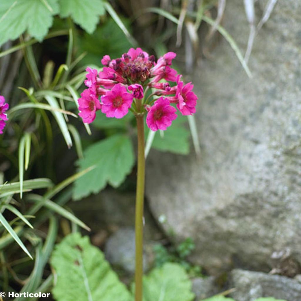 Primevère, Primula japonica