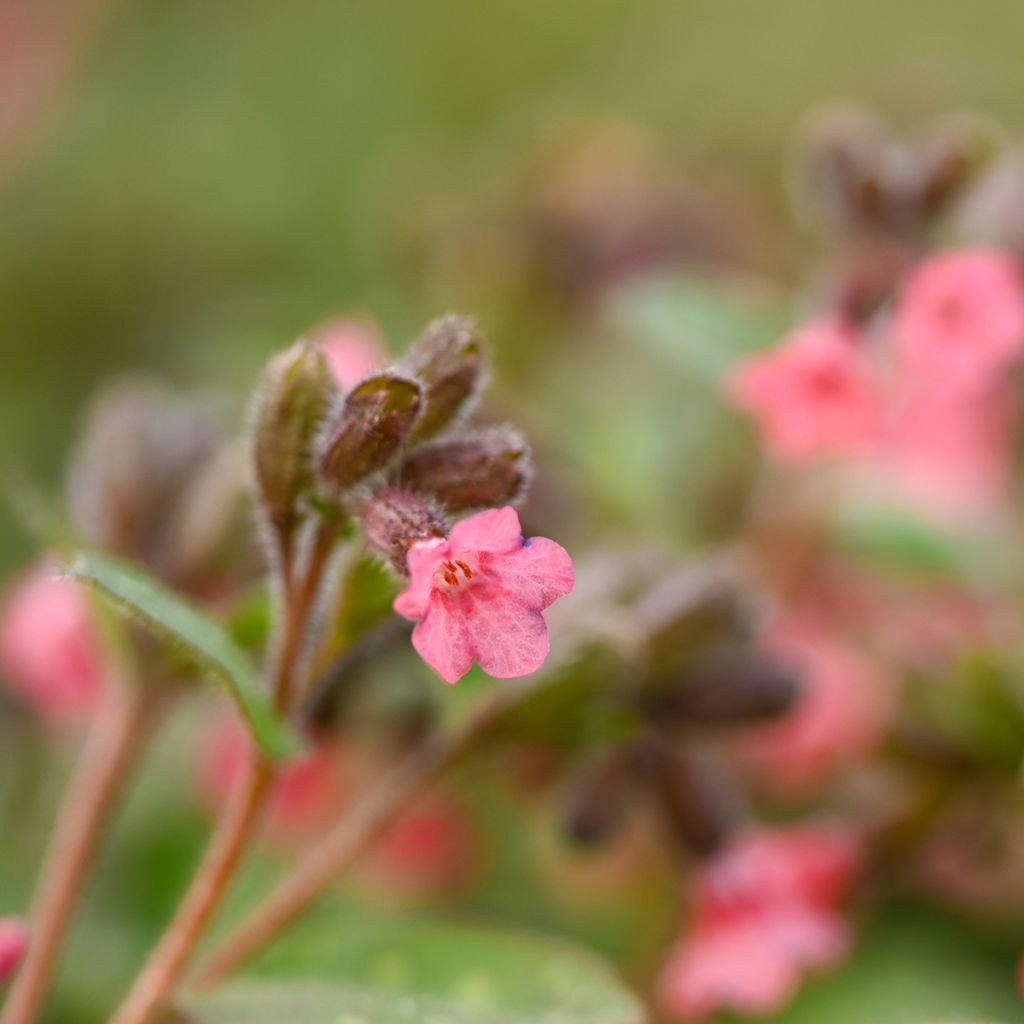 Pulmonaria saccharata Dora Bielefeld