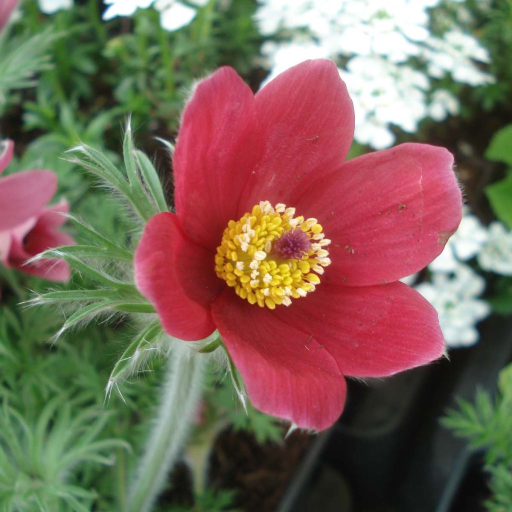 Pulsatilla vulgaris Röde Klokke - Anémone pulsatille