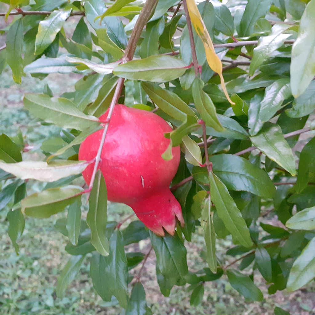 Grenadier à fruits - Punica granatum Parfianka