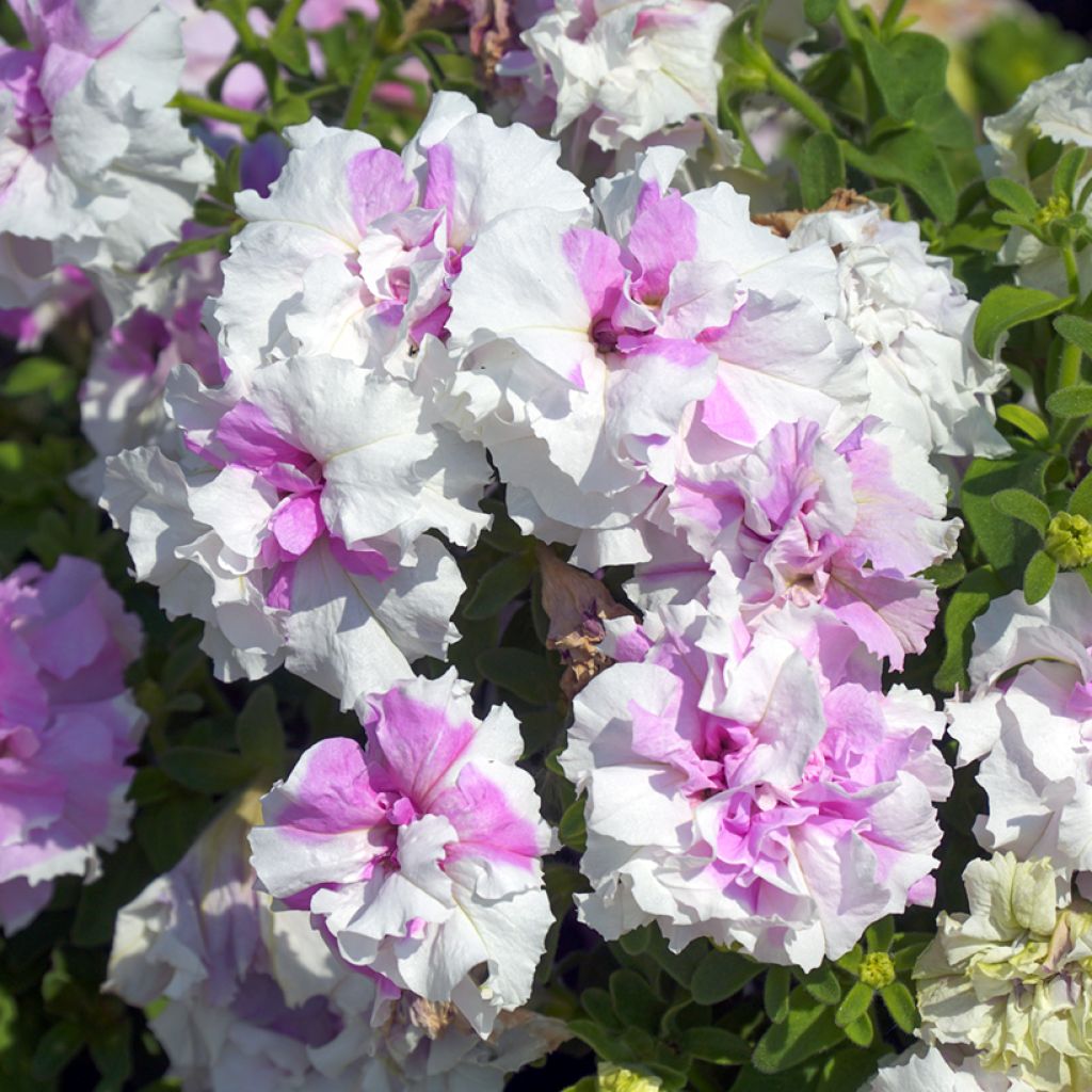 Graines de Pétunia Cascade Pink Orchid Mist F1