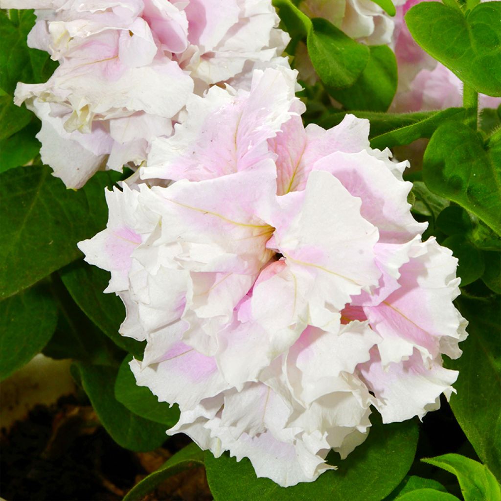 Graines de Pétunia Cascade Pink Orchid Mist F1