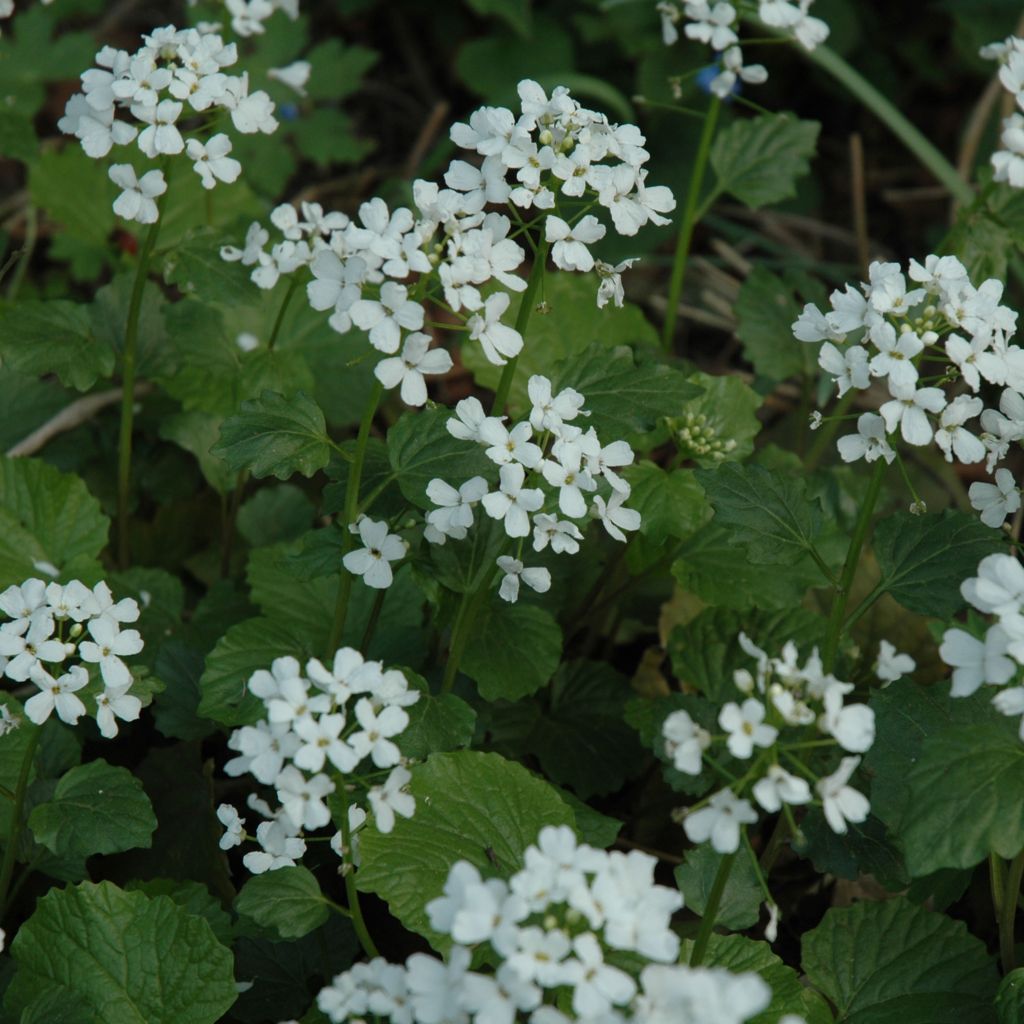 Pachyphragma macrophyllum