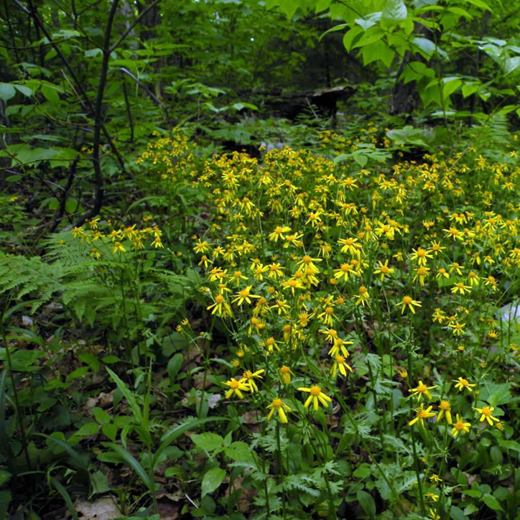 Packera aurea - Séneçon doré, séneçon jacobée