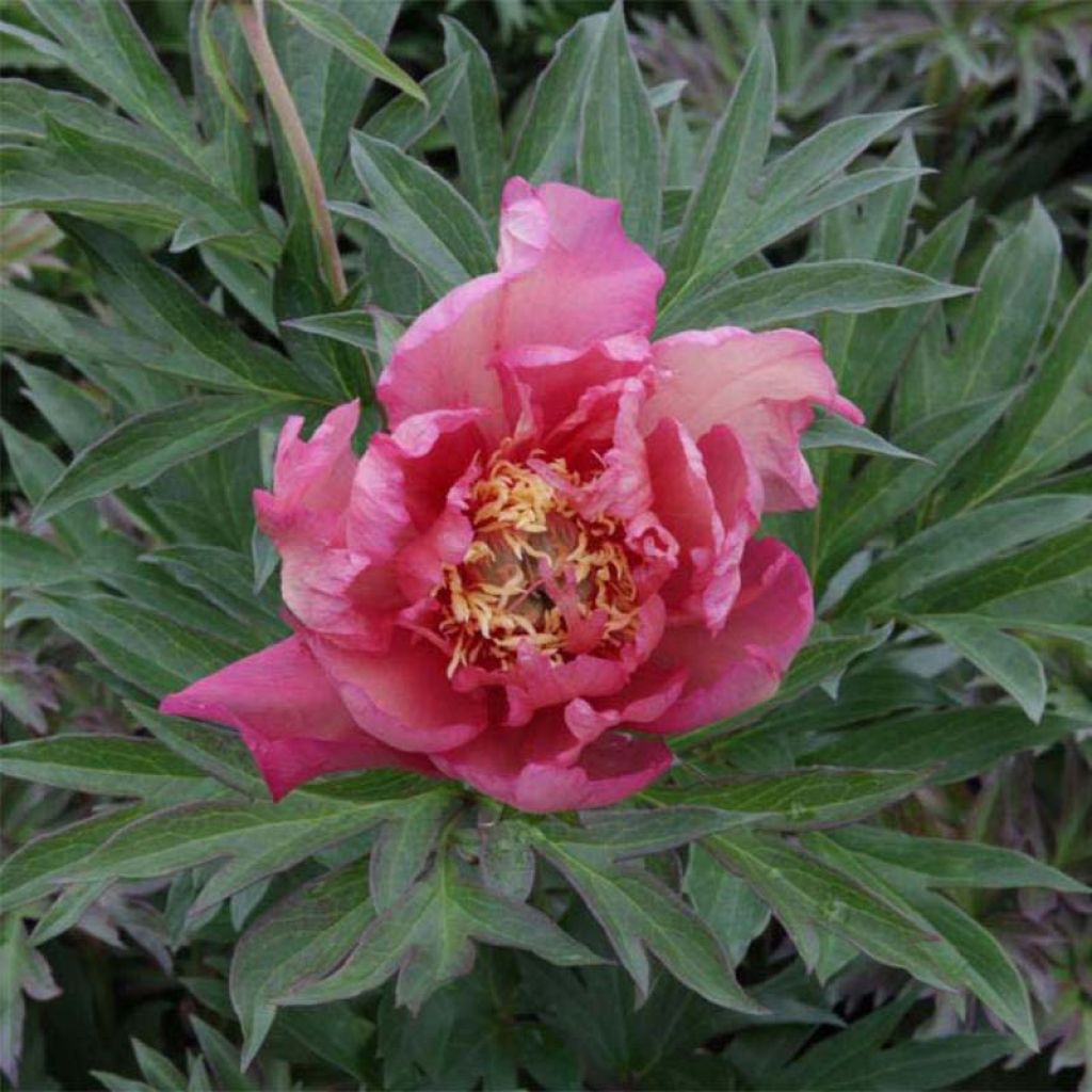 PIvoine Itoh Julia Rose