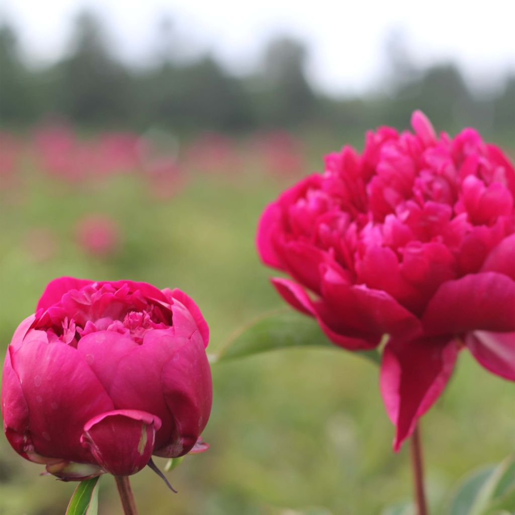 Pivoine lactiflora Adolphe Rousseau