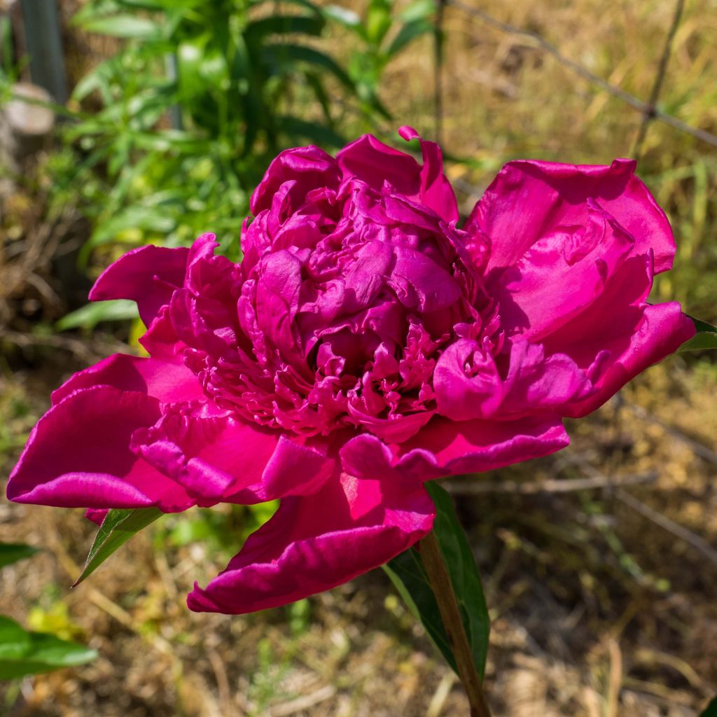 Pivoine lactiflora Big Ben