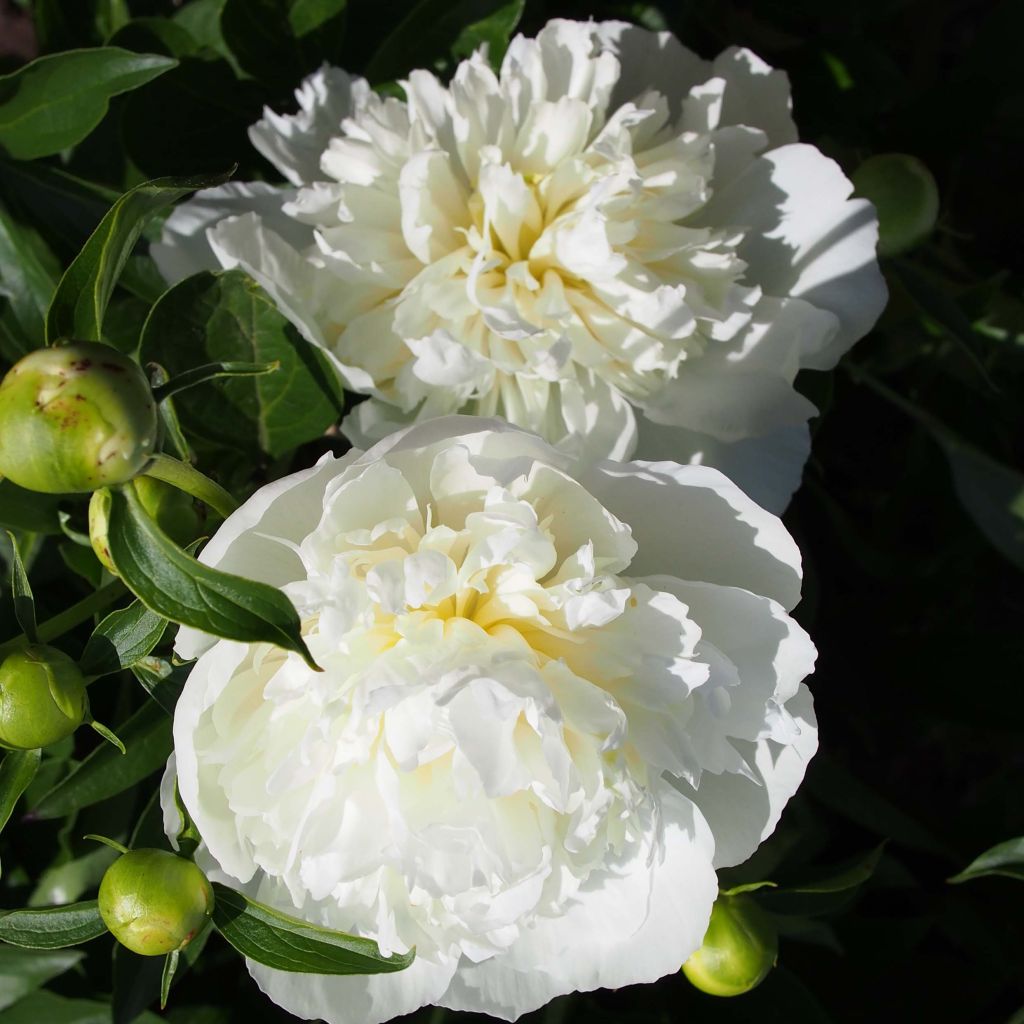 Pivoine lactiflora Duchesse de Nemours