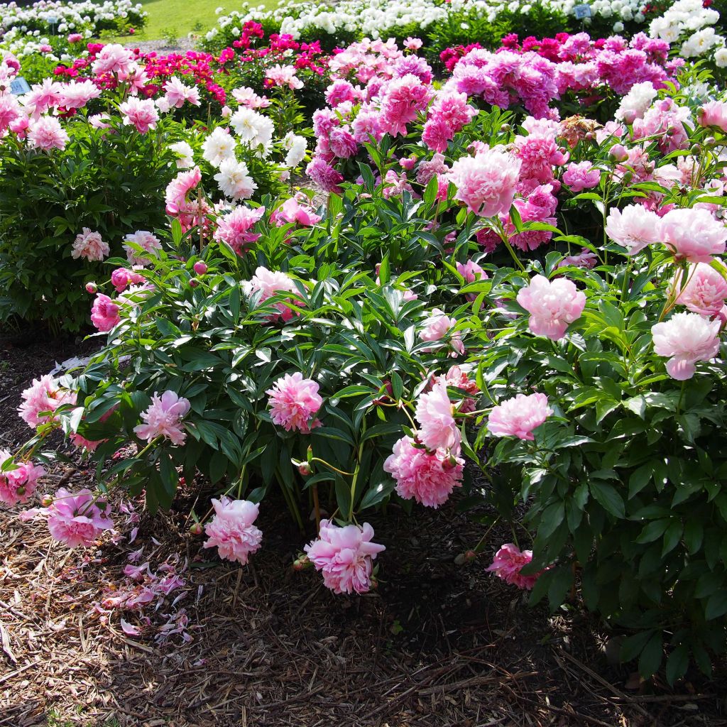 Pivoine lactiflora Edulis Superba