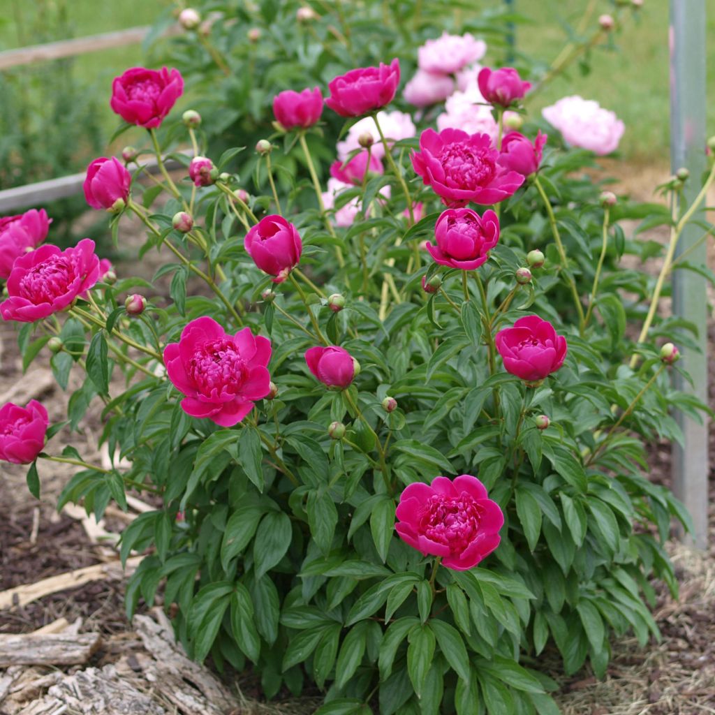 Pivoine lactiflora Félix Crousse