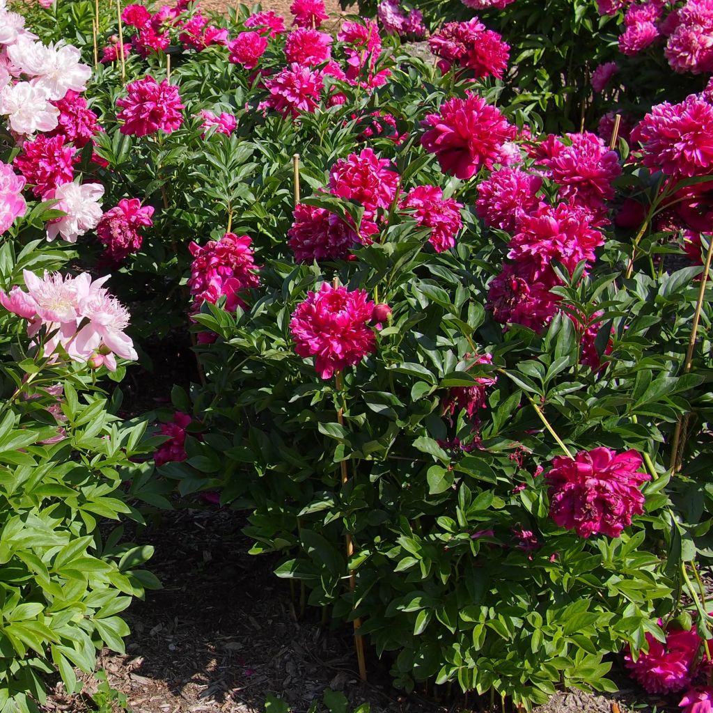 Pivoine lactiflora Karl Rosenfield