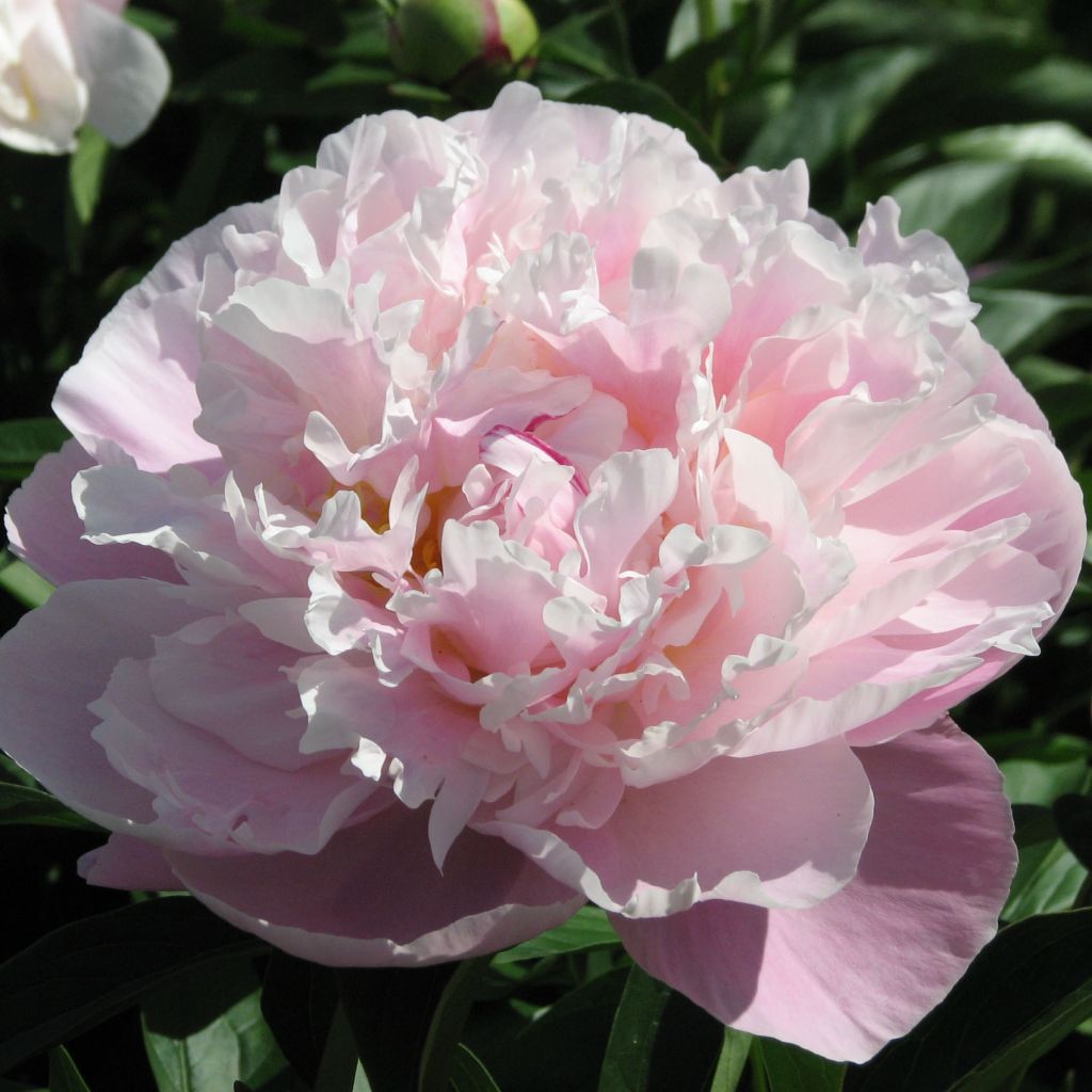 Pivoine lactiflora Lady Alexandra Duff