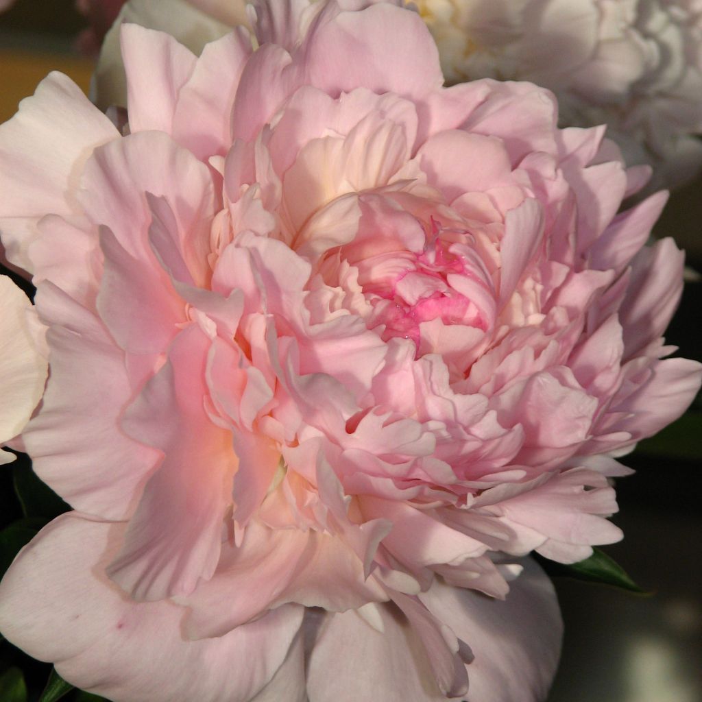 Pivoine lactiflora Madame Calot