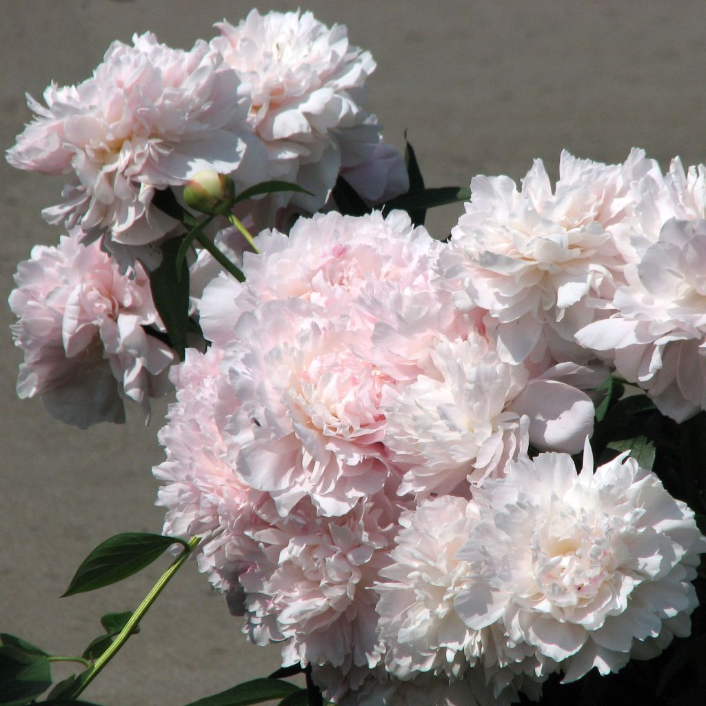 Pivoine lactiflora Madame Calot