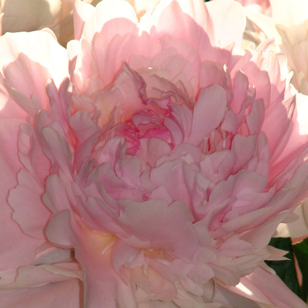 Pivoine lactiflora Madame Calot