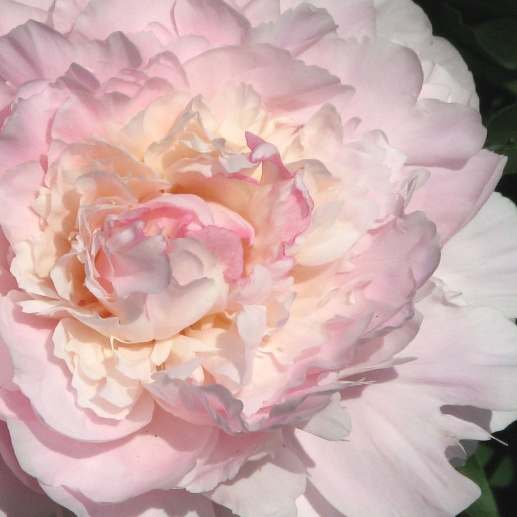 Pivoine lactiflora Madame Calot