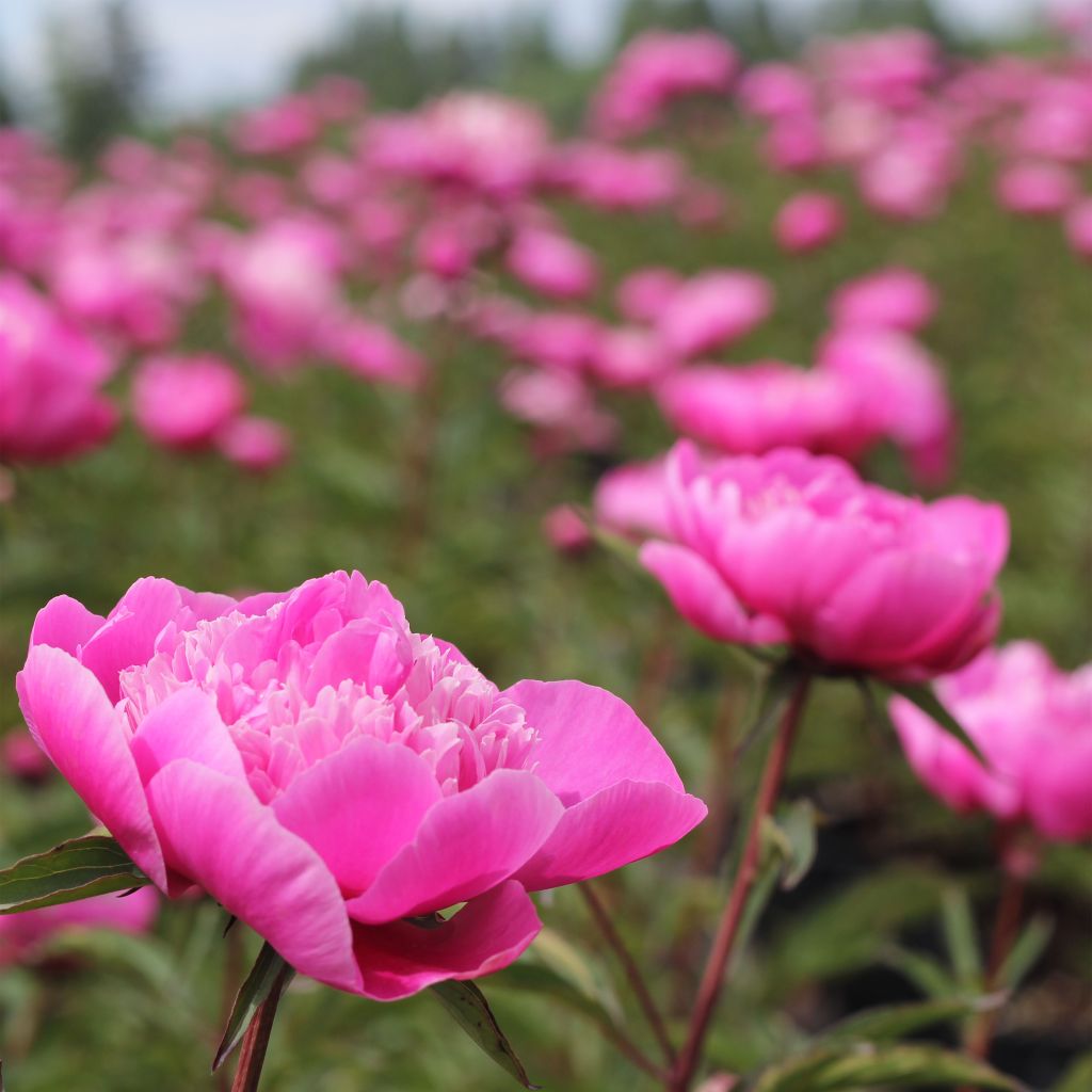 Pivoine lactiflora Madame Emile Debatène