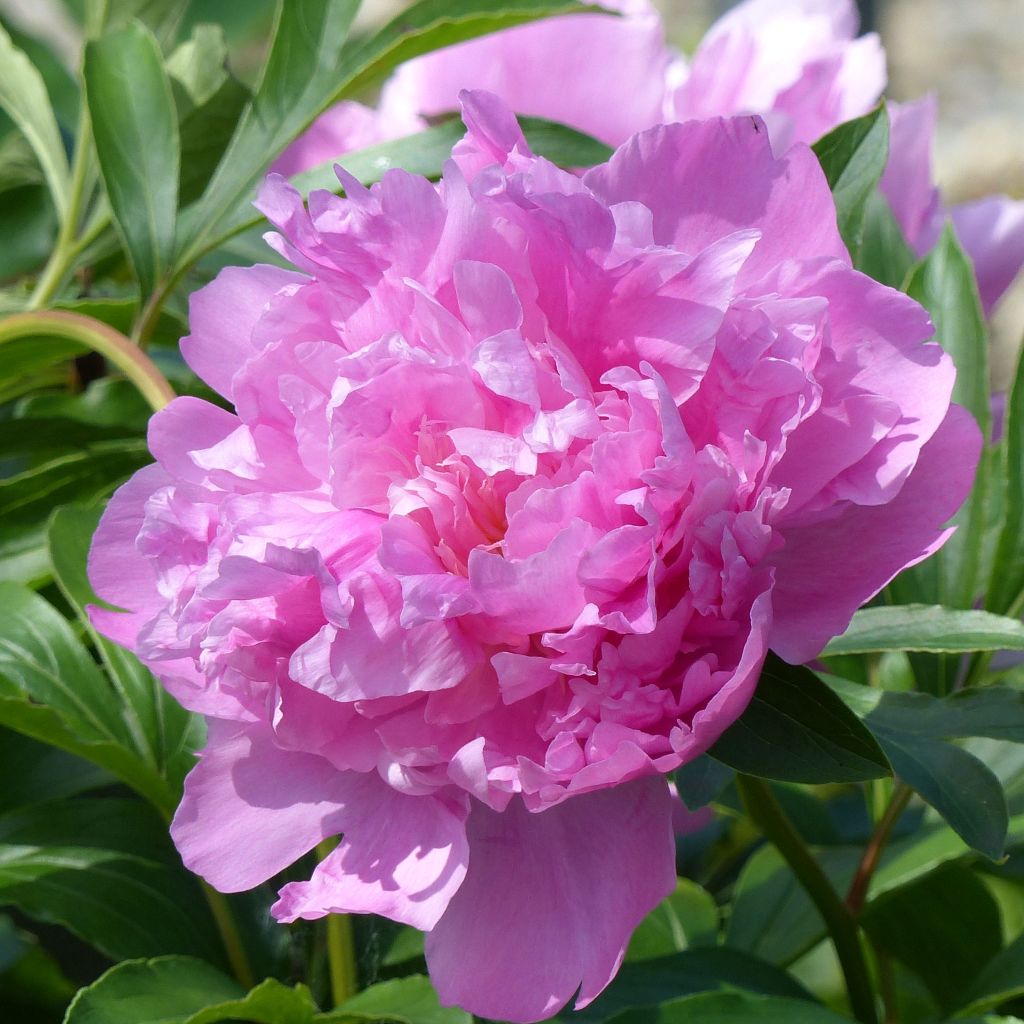 Pivoine lactiflora Monsieur Jules Elie