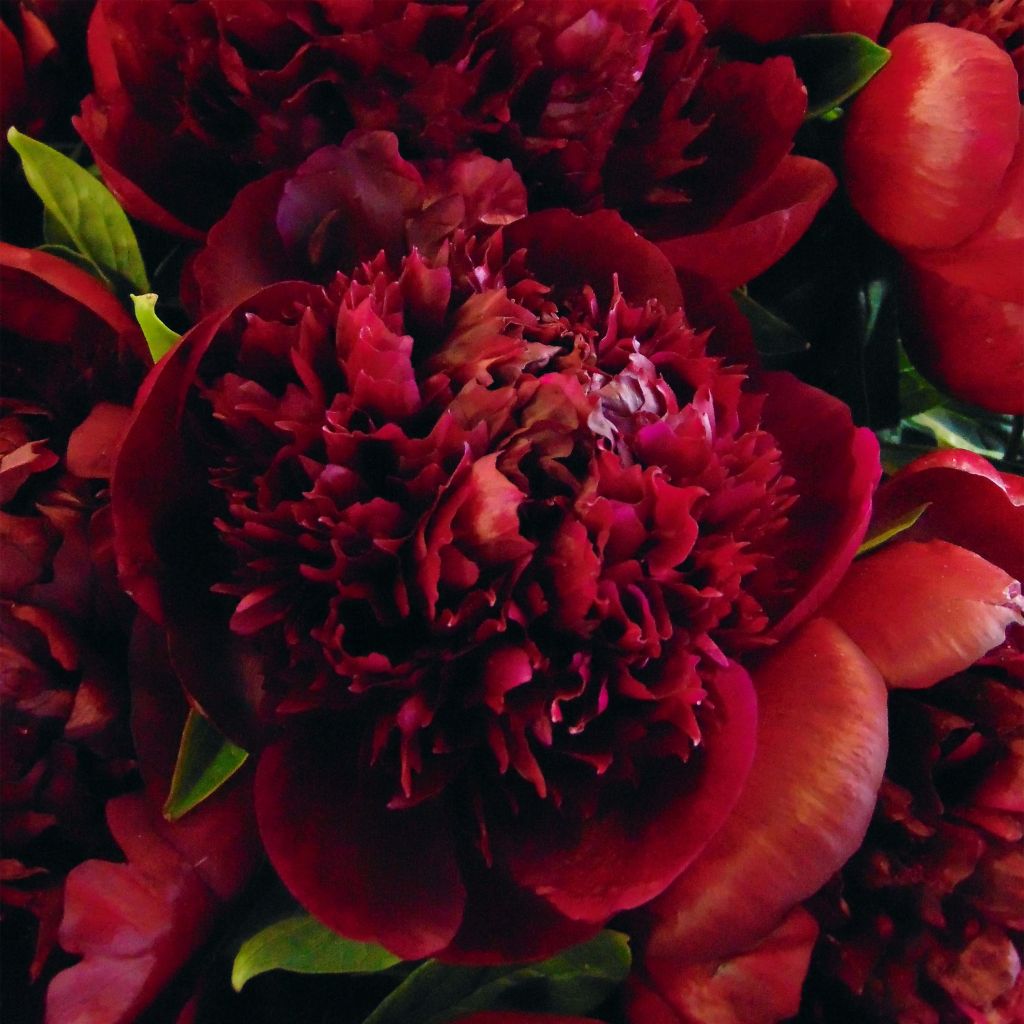 Pivoine lactiflora Red Charm