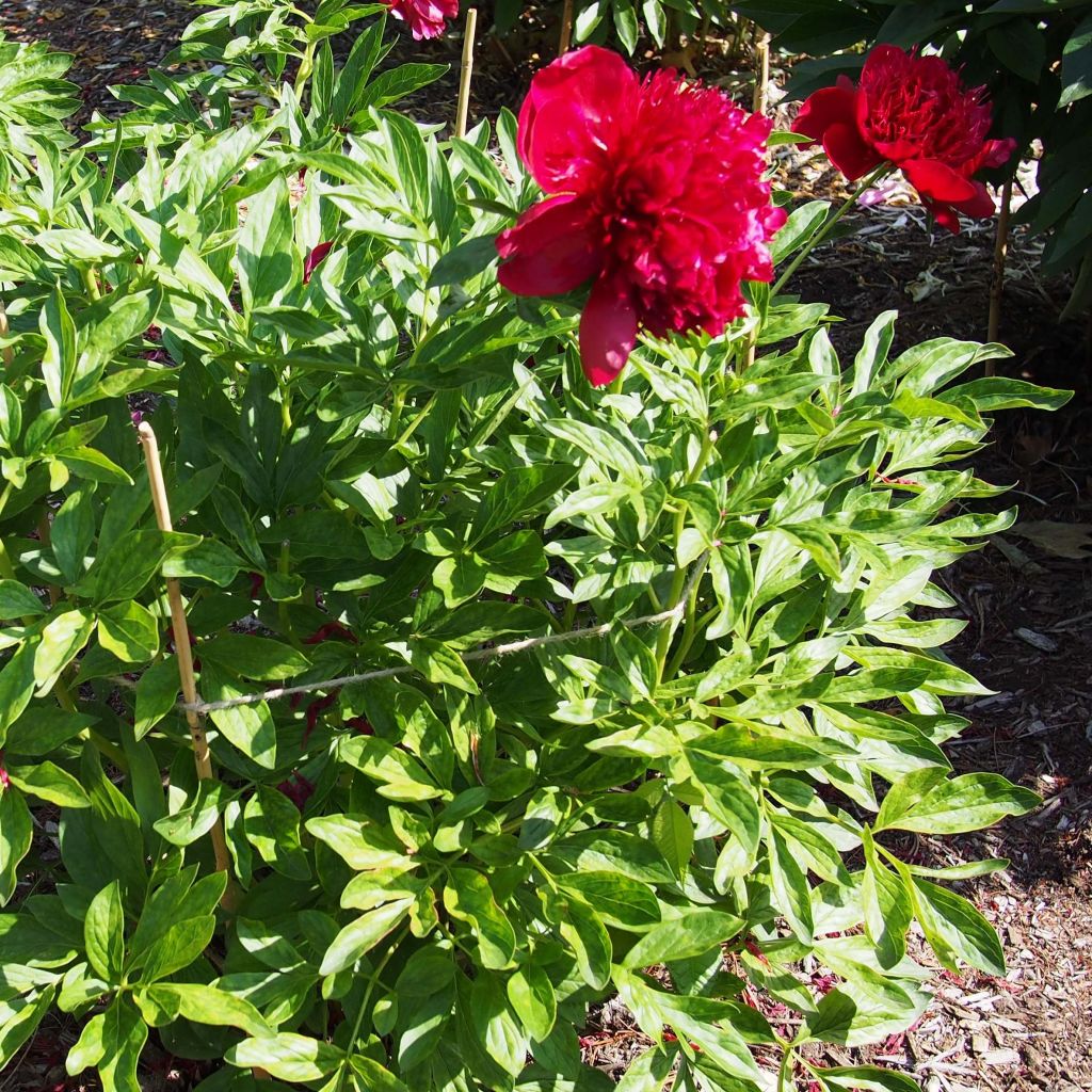 Pivoine lactiflora Red Charm