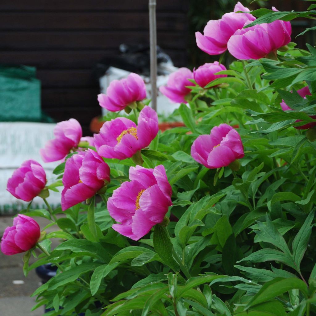 Pivoine botanique - Paeonia mascula