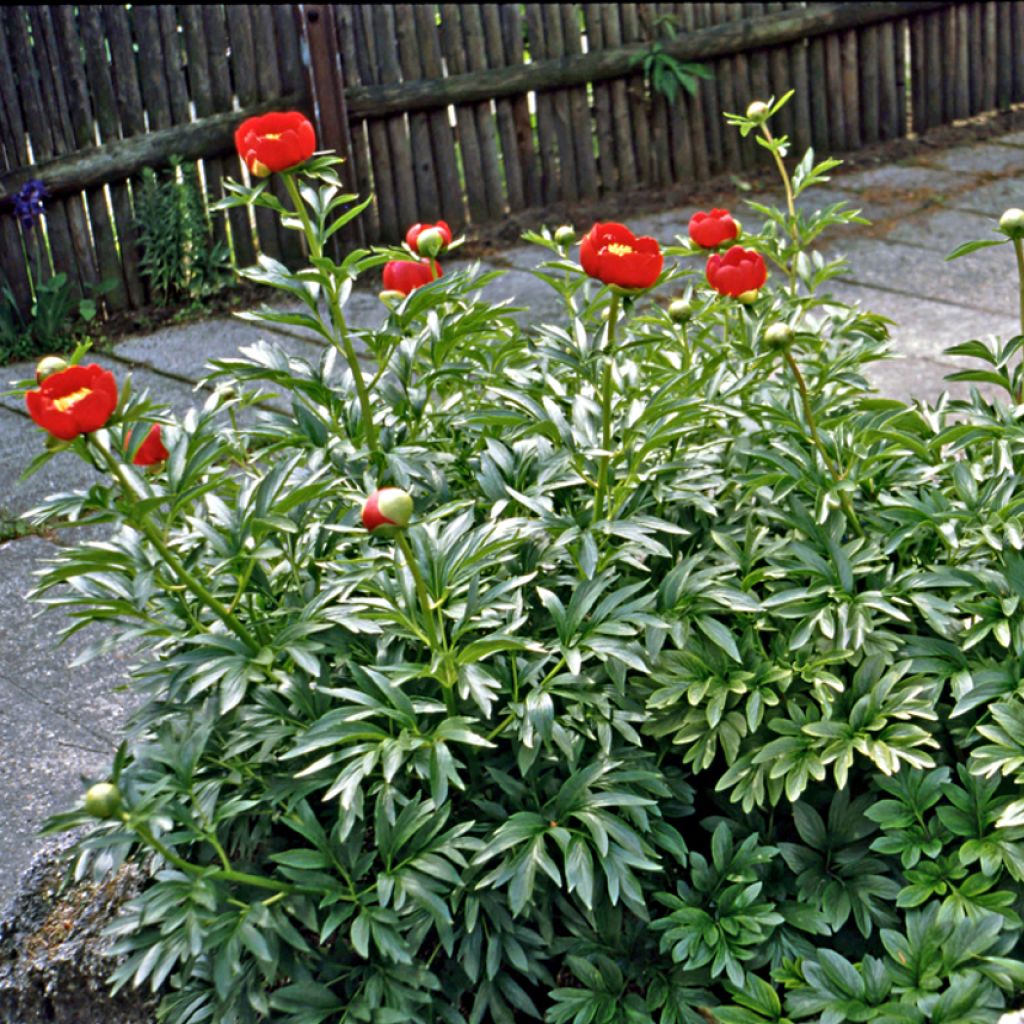 Pivoine botanique - Paeonia peregrina