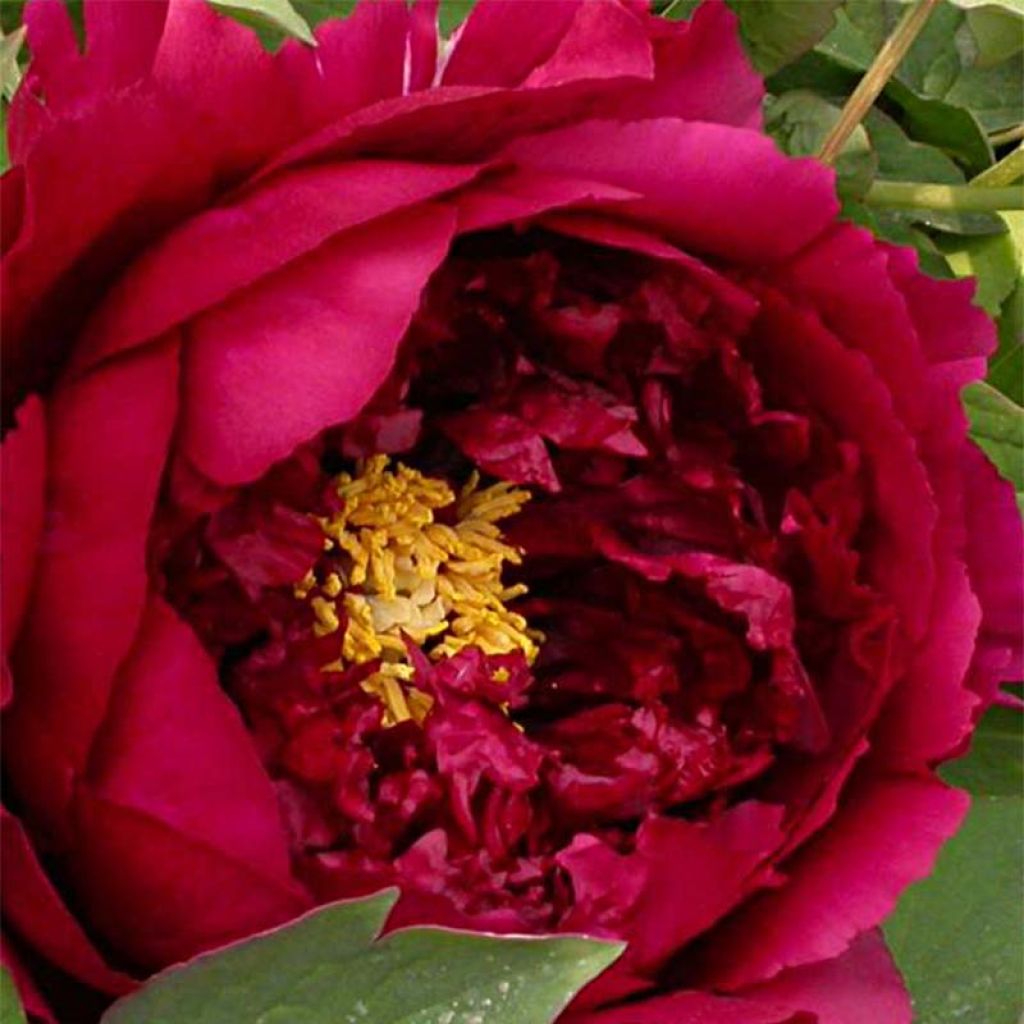 Pivoine arbustive 15 Wu Jin Yao Hui - Paeonia suffruticosa