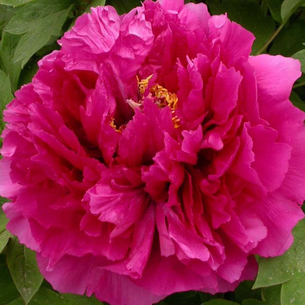 Pivoine arbustive 16 Wu Long Peng Sheng - Paeonia suffruticosa