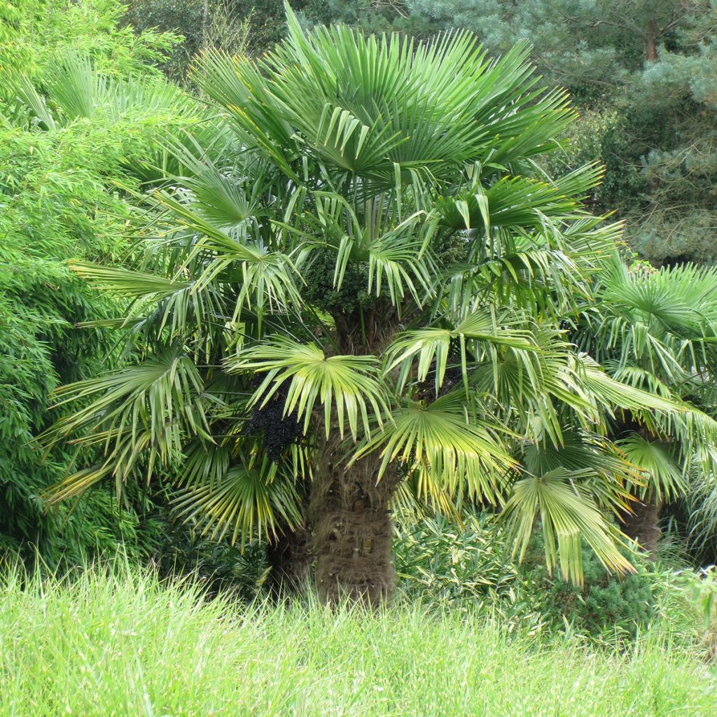 Palmier de Chine - Trachycarpus fortunei 